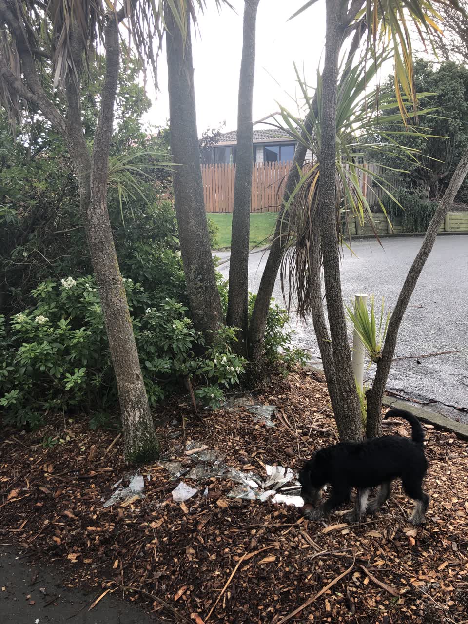 The photograph attached to this parks report