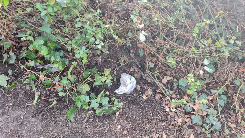 The photograph attached to this parks report