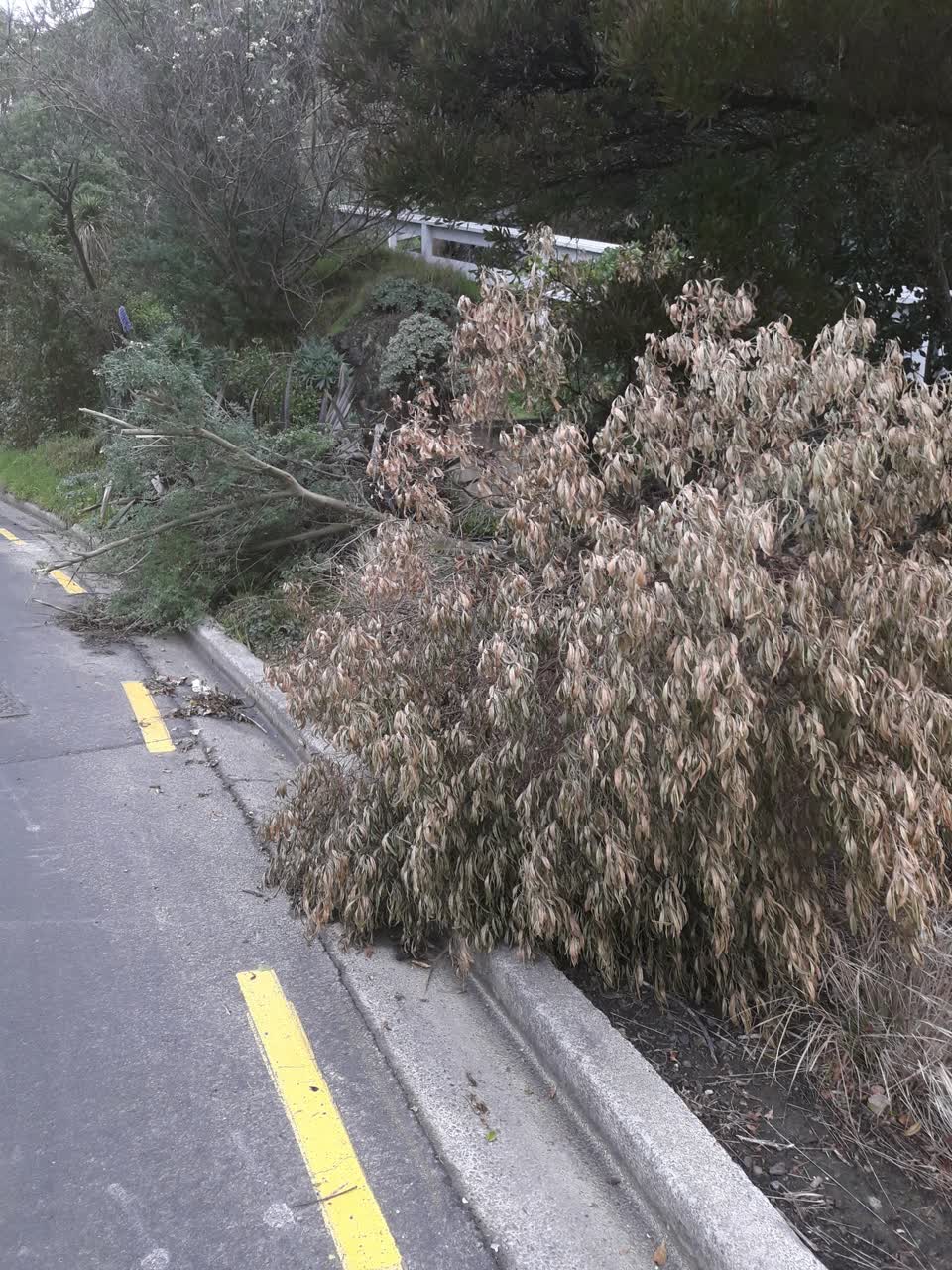 The photograph attached to this parks report