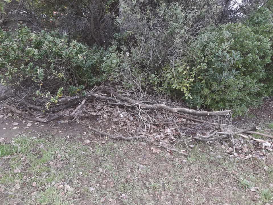 The photograph attached to this parks report