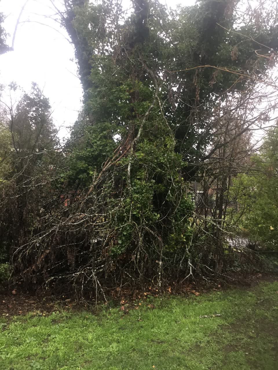 The photograph attached to this parks report