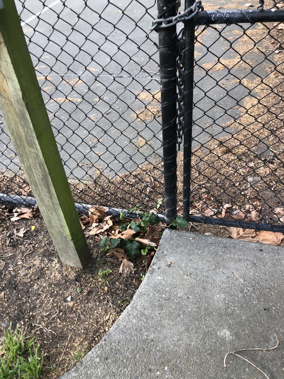 The photograph attached to this parks report