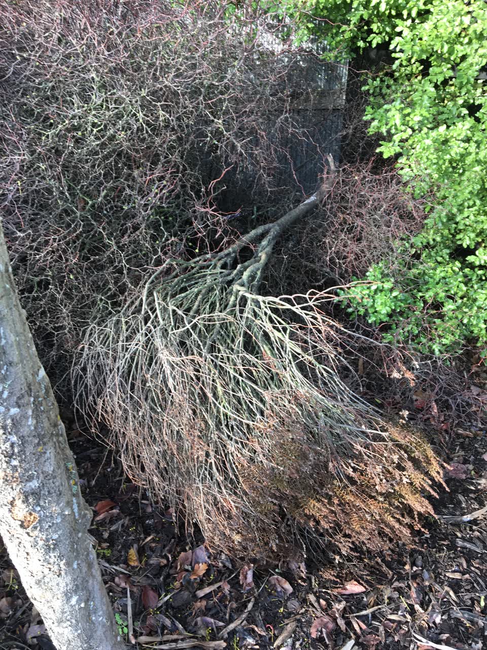 The photograph attached to this parks report