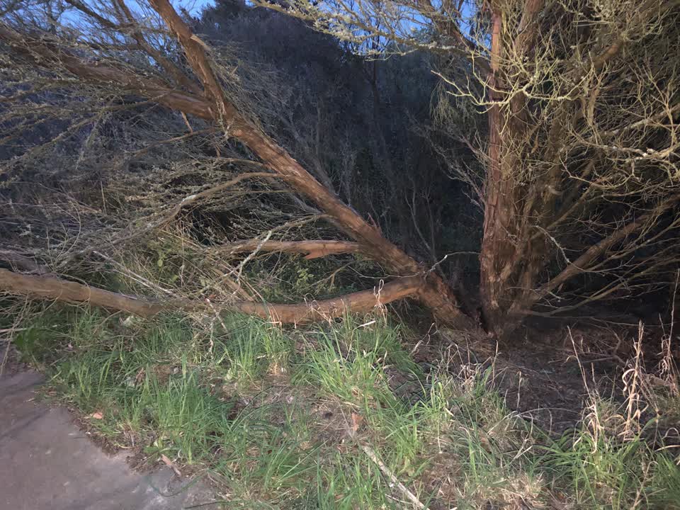 The photograph attached to this parks report