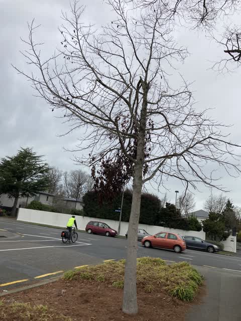 Roading/Streets, a report photo