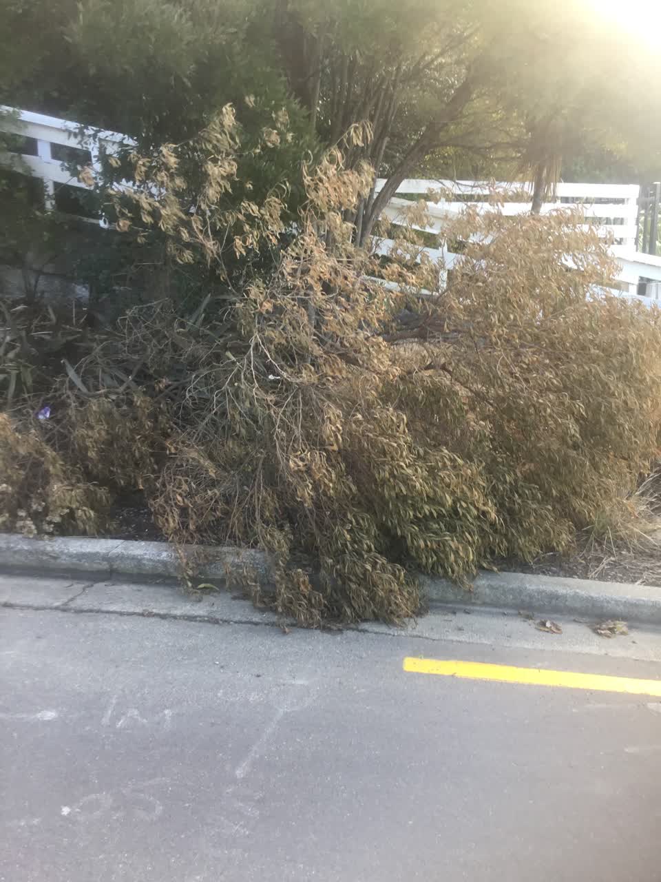 The photograph attached to this parks report