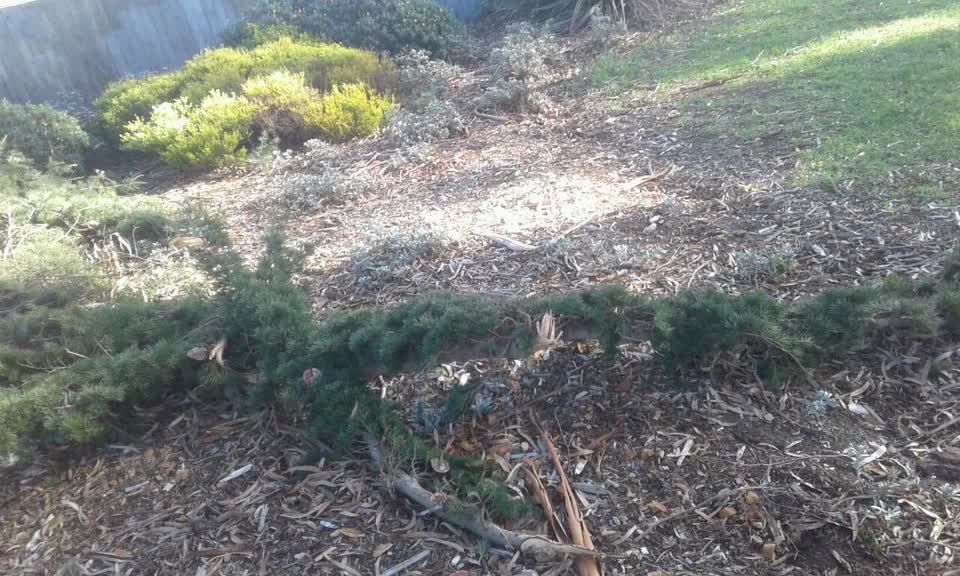 The photograph attached to this parks report