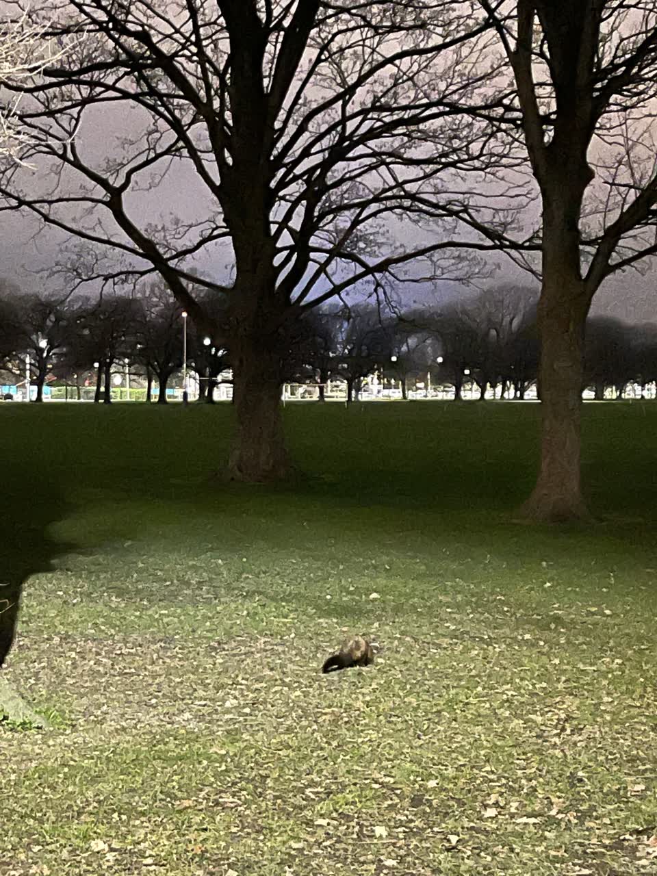 The photograph attached to this parks report