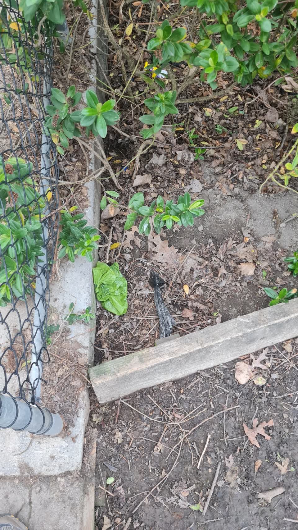 The photograph attached to this parks report