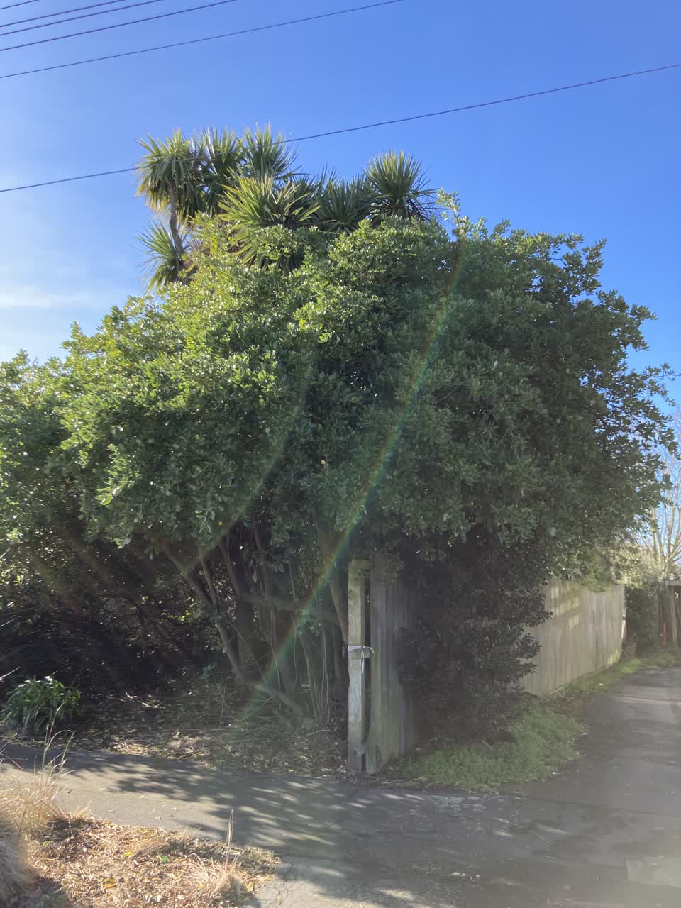 The photograph attached to this parks report
