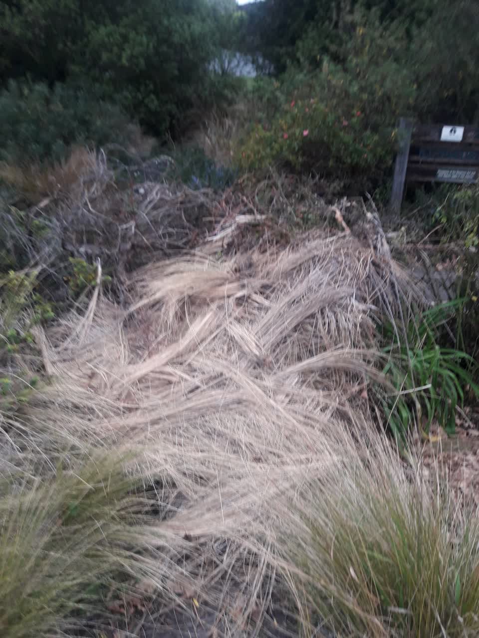 The photograph attached to this parks report