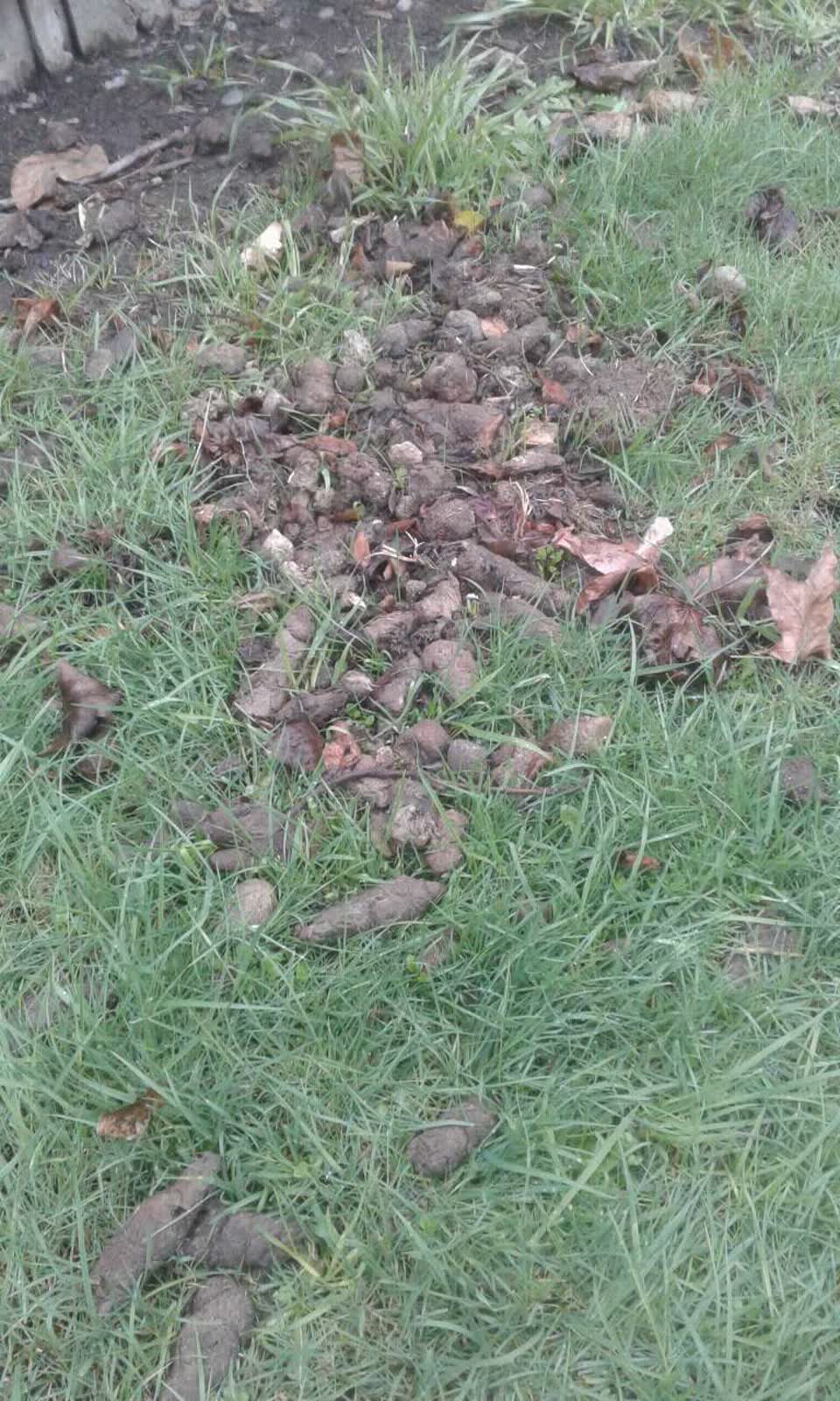 The photograph attached to this parks report