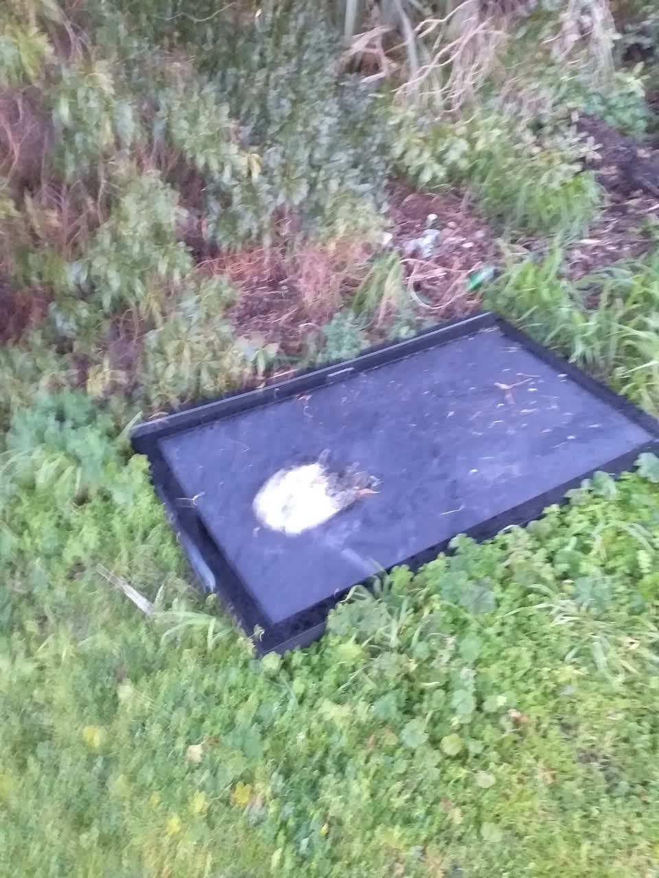 The photograph attached to this rubbish/recycling report