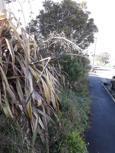 Roading/Streets, a report photo