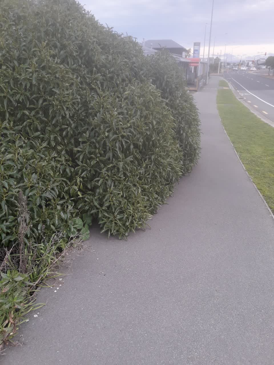 The photograph attached to this parks report