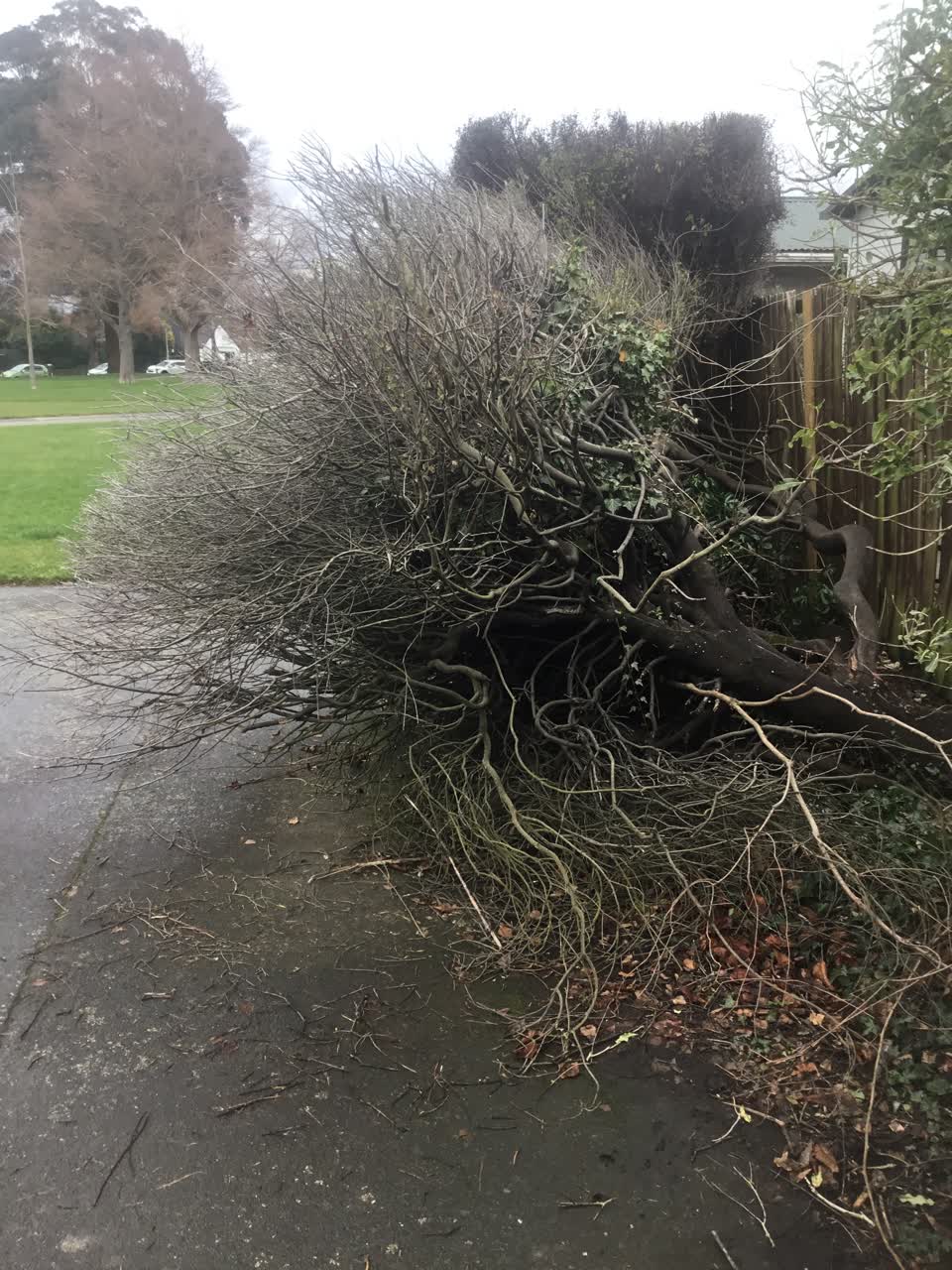 The photograph attached to this parks report