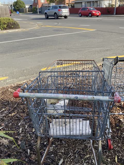 Rubbish/Recycling, a report photo
