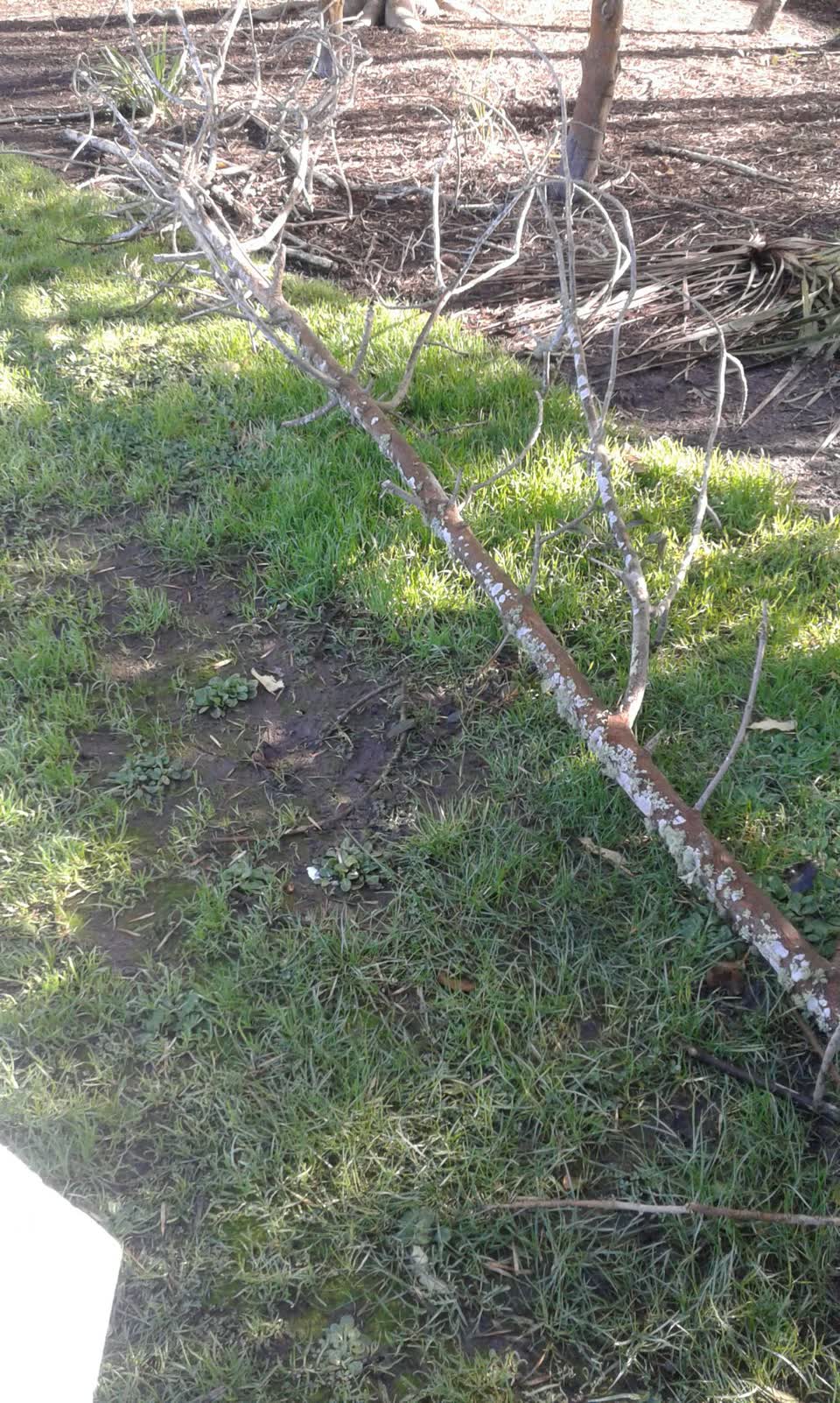The photograph attached to this parks report