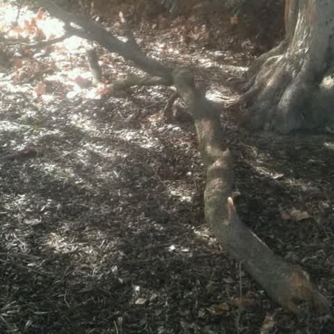 Parks, a report photo
