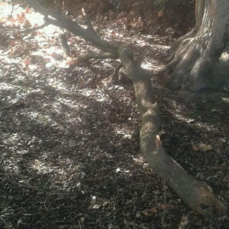 The photograph attached to this parks report