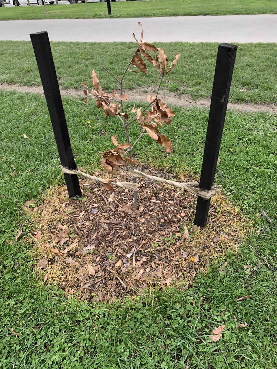 The photograph attached to this parks report
