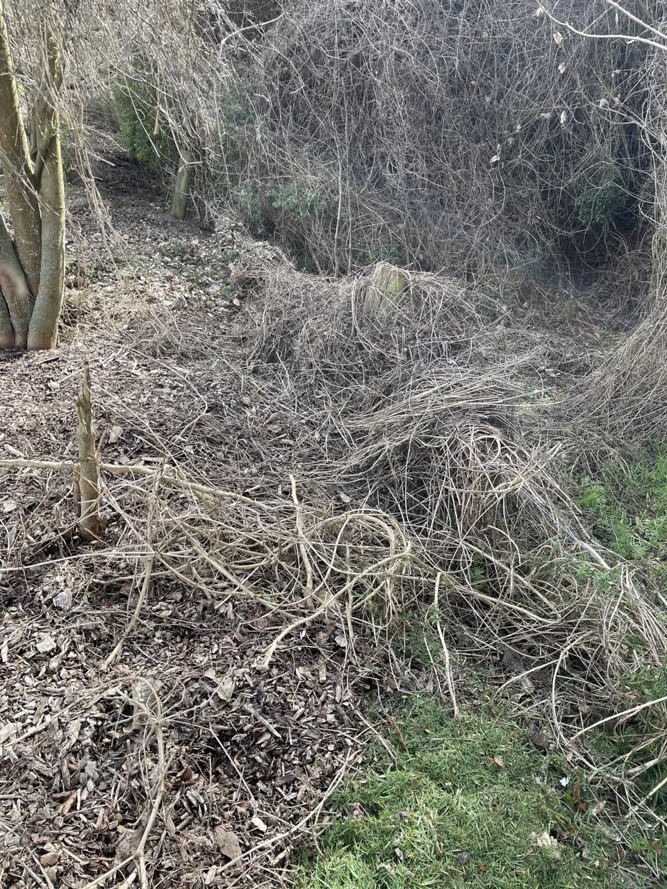 The photograph attached to this parks report