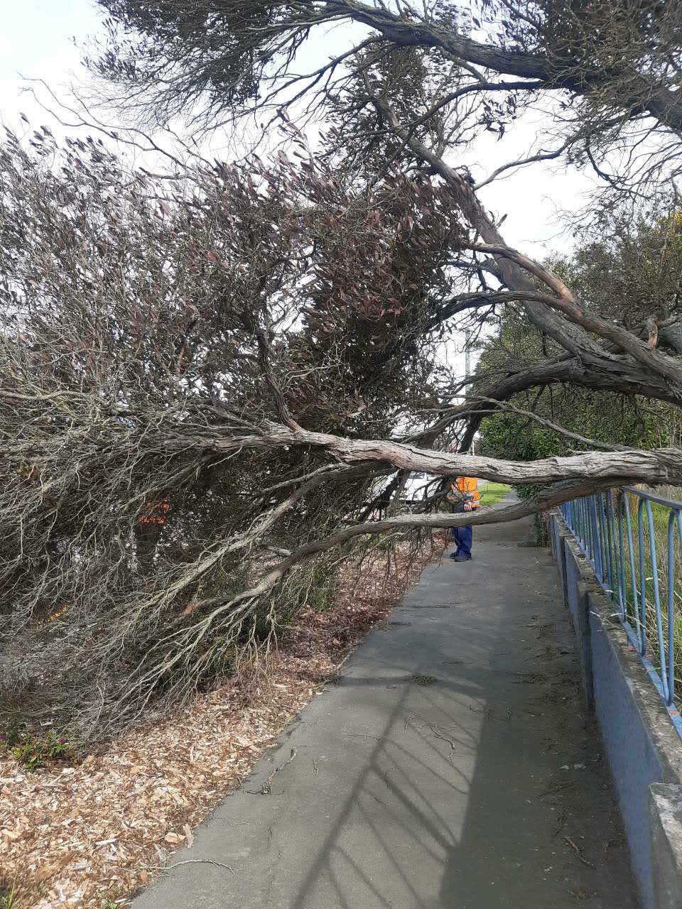 The photograph attached to this parks report