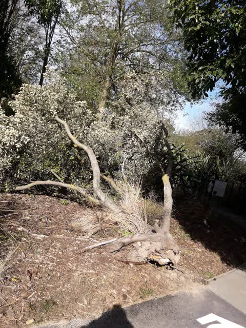 Parks, a report photo