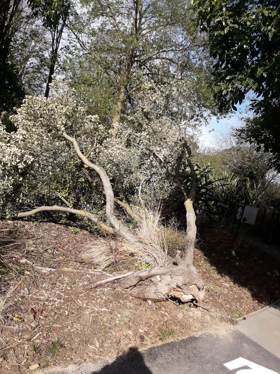 The photograph attached to this parks report