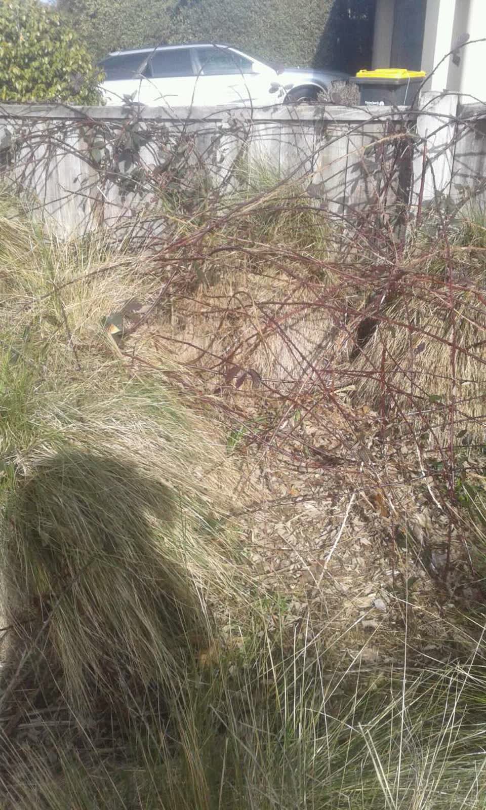 The photograph attached to this parks report