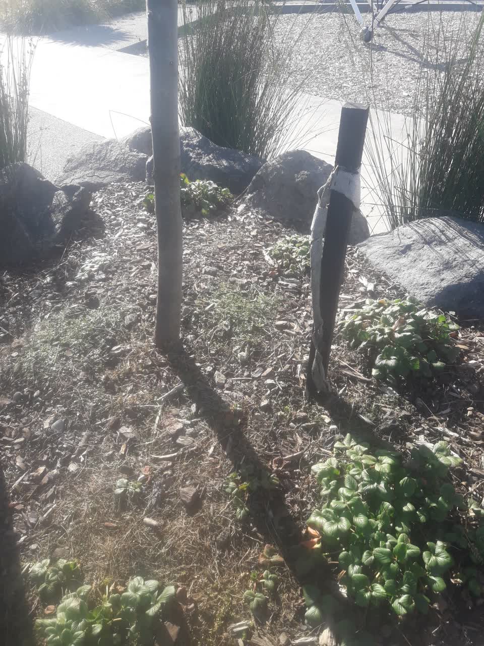 The photograph attached to this parks report