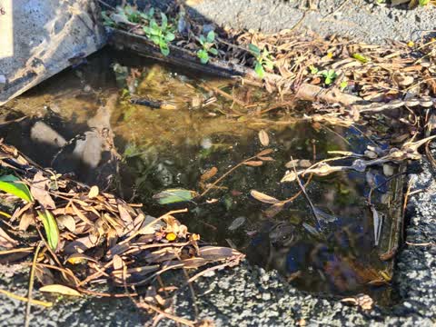 Water Leak, a report photo