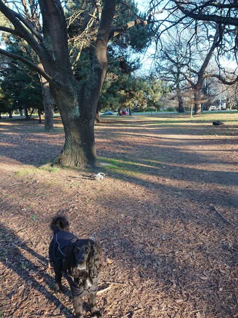 Parks, a report photo
