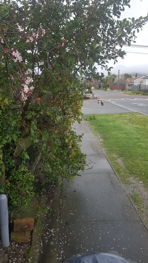 Roading/Streets, a report photo