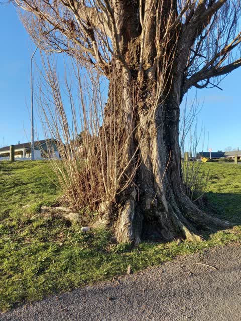 Parks, a report photo