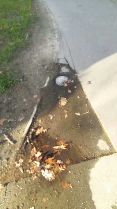 Water Leak, a report photo