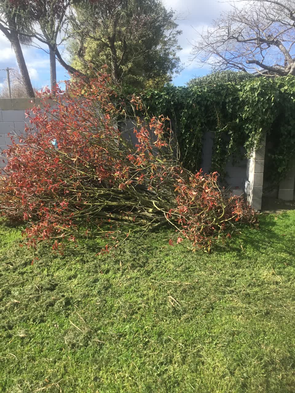The photograph attached to this parks report