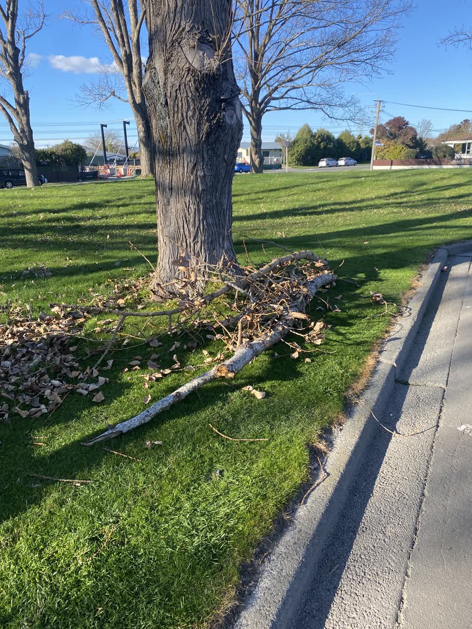 The photograph attached to this parks report