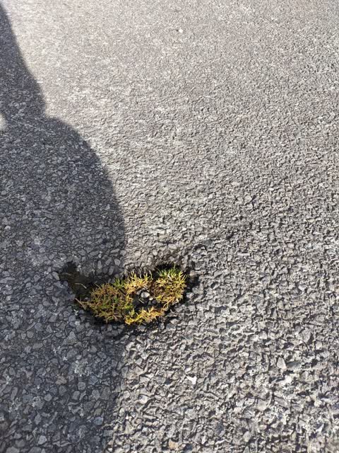 Roading/Streets, a report photo