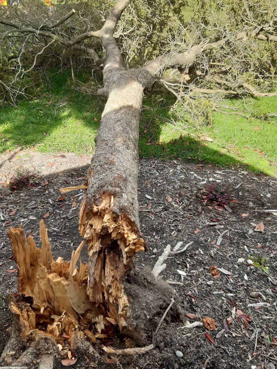 The photograph attached to this parks report