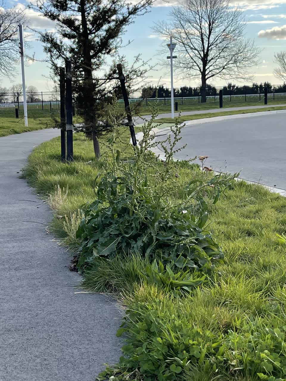 The photograph attached to this parks report