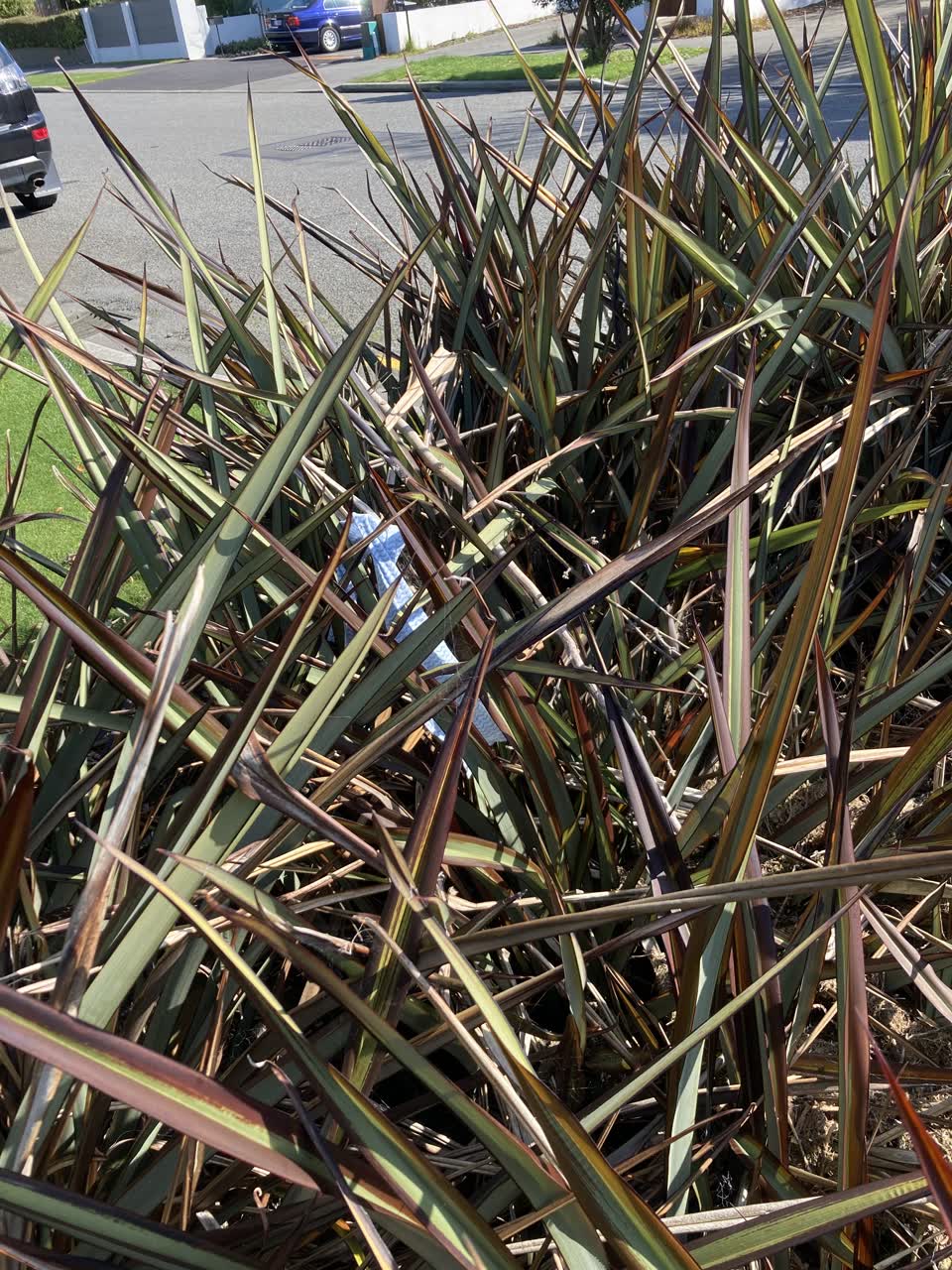 The photograph attached to this parks report