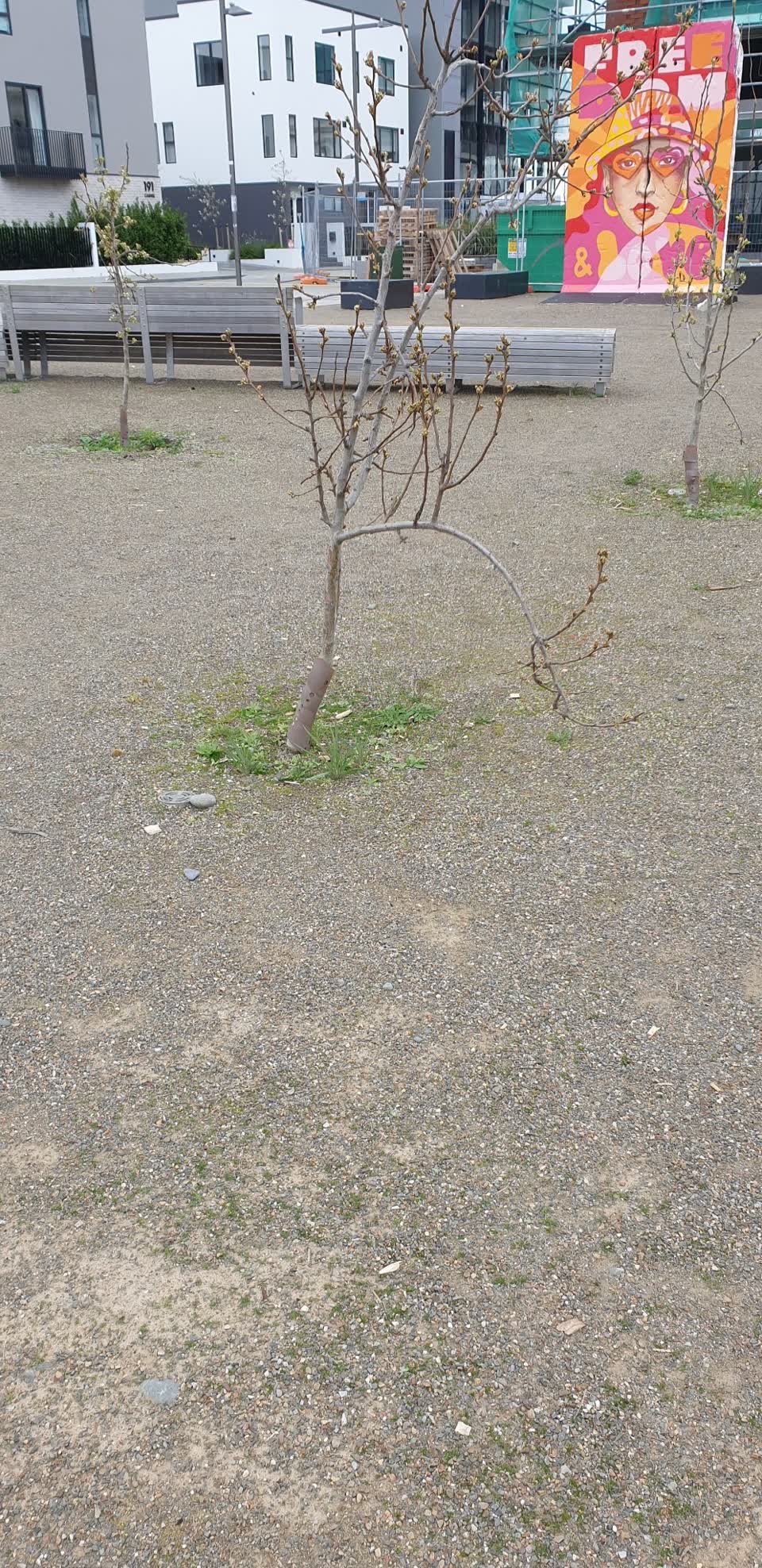 The photograph attached to this parks report