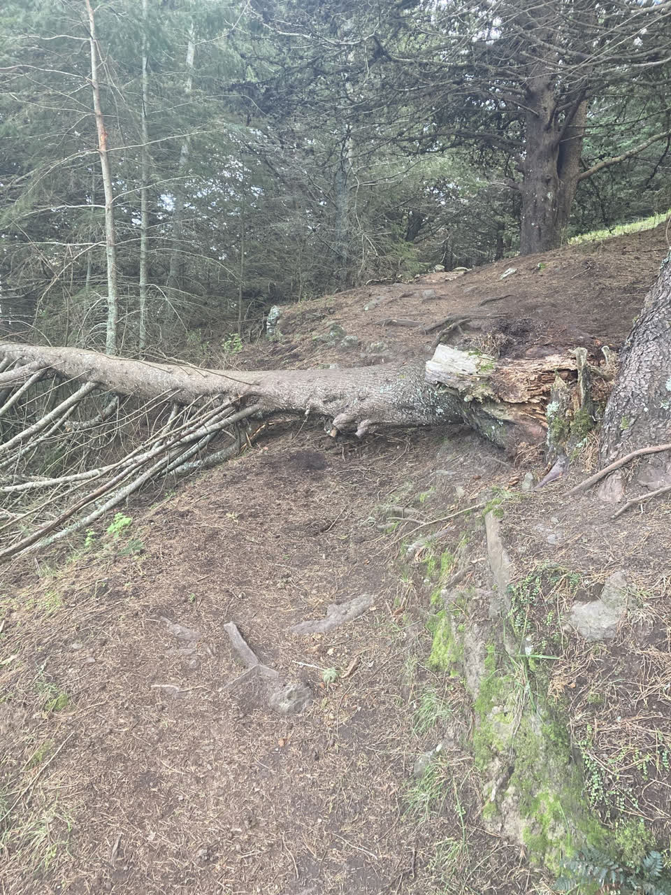 The photograph attached to this parks report