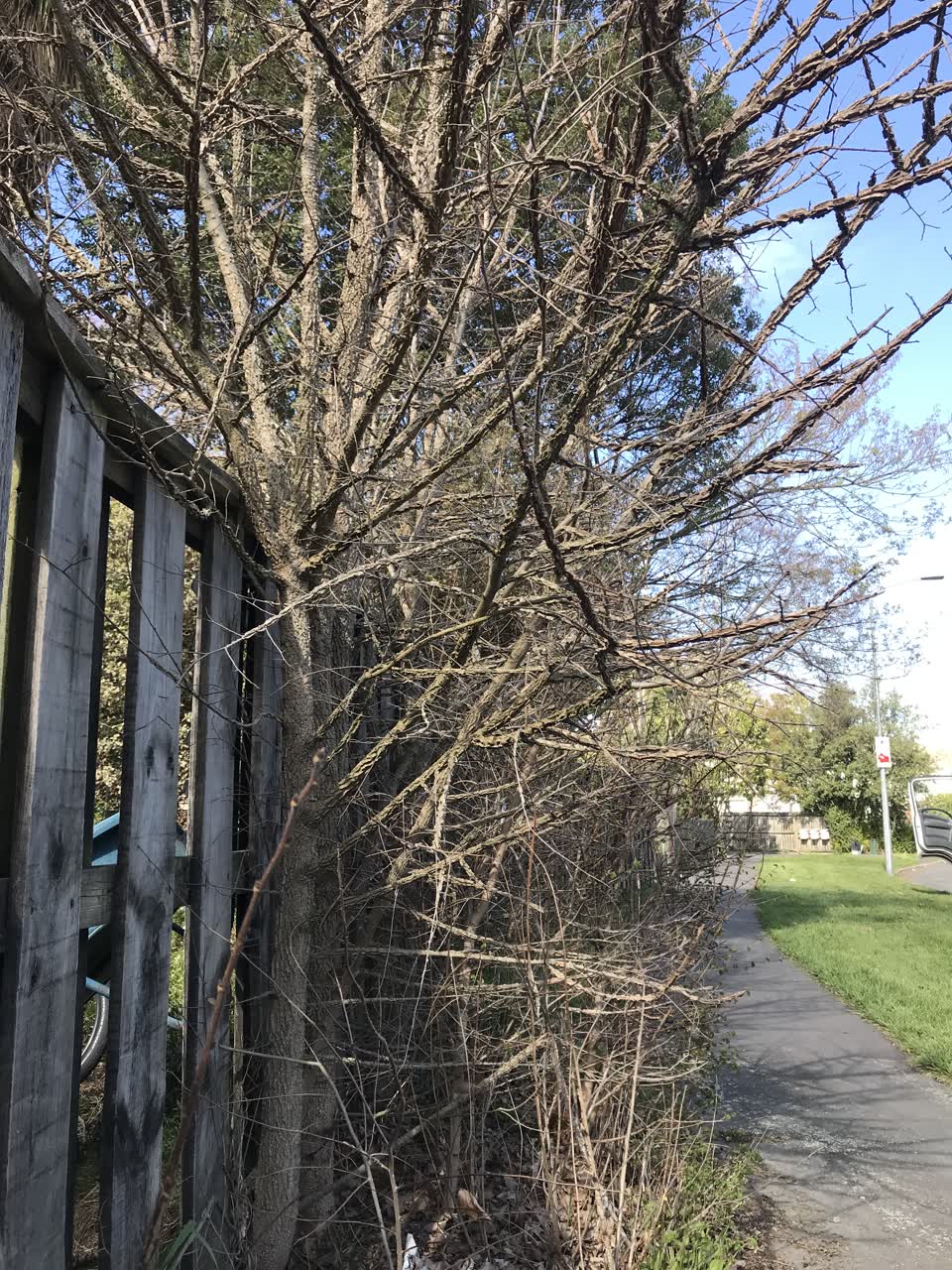 The photograph attached to this parks report