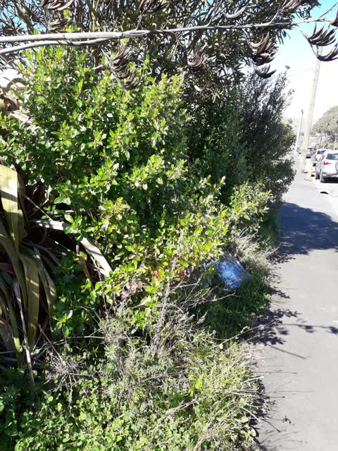 Roading/Streets, a report photo