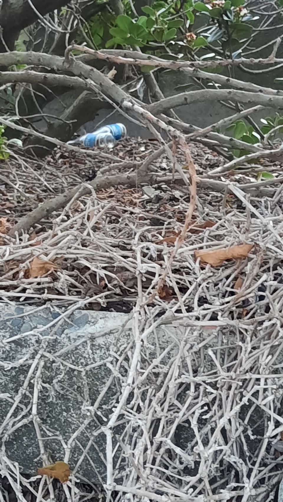 The photograph attached to this parks report