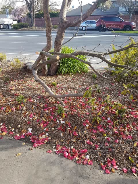 Roading/Streets, a report photo