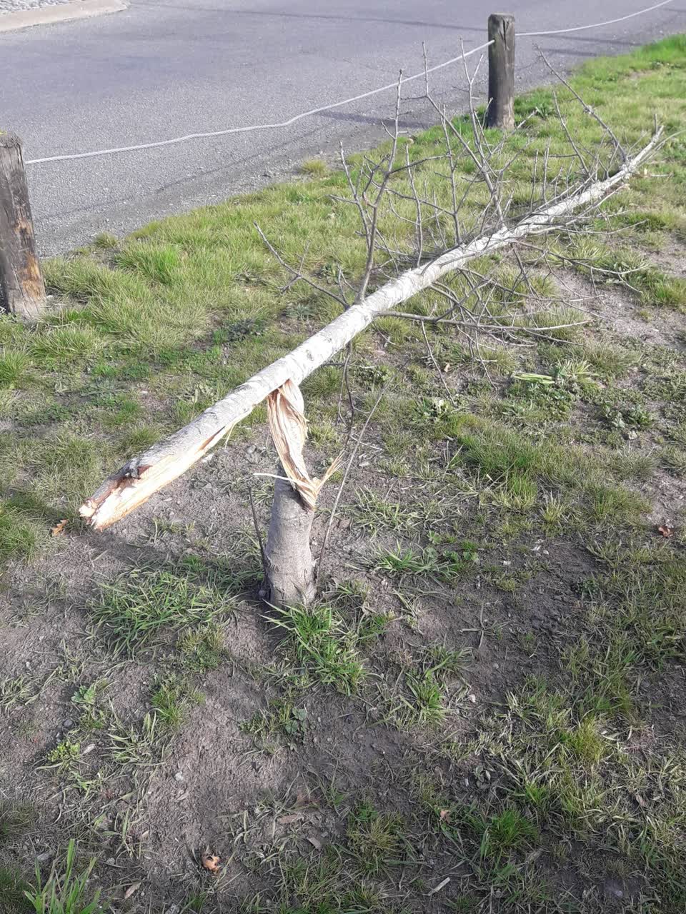 The photograph attached to this parks report