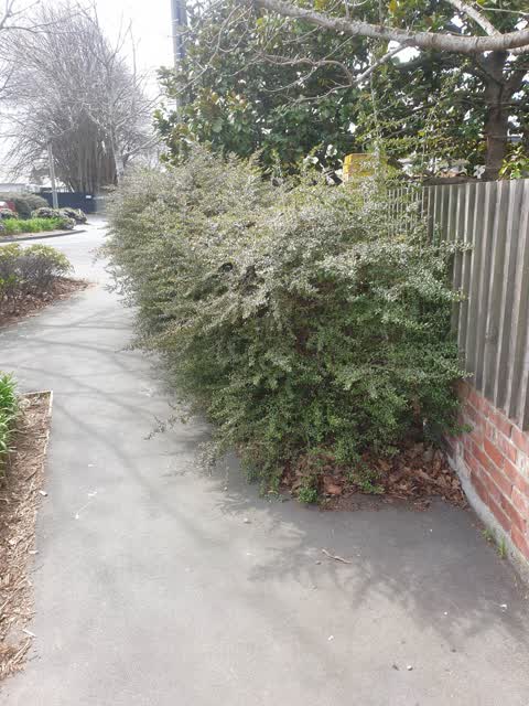 Parks, a report photo